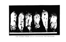 62061_OBJ-Thumbnail Image.jpg