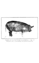 63451_OBJ-Thumbnail Image.jpg